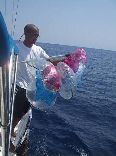 More danger for bird and sea life - Eloi’s brother Alex retrieves floating baloons from the Sargasso Sea ©  SW